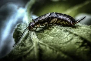 can termites survive cold weather