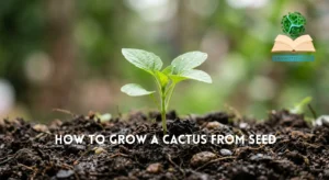 how to grow a cactus from seed