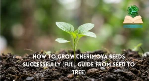 How to Grow Cherimoya Seeds